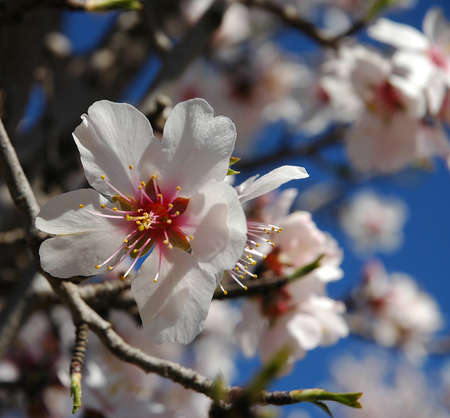The almond tree when it bloomsの写真素材