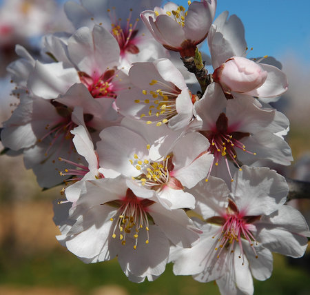 The almond tree when it bloomsの写真素材
