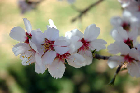 The almond tree when it bloomsの写真素材