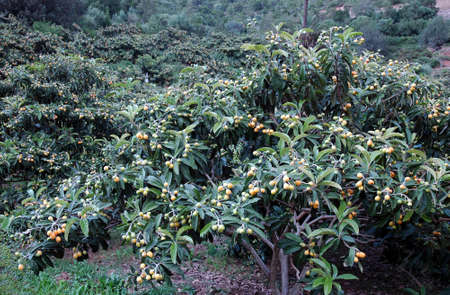The loquat (Eriobotrya japonica) large evergreen shrub or treeの写真素材