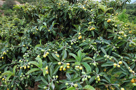 The loquat (Eriobotrya japonica) large evergreen shrub or treeの写真素材