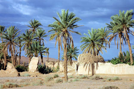 Palm grove of Figuig in south-eastern Moroccoの写真素材