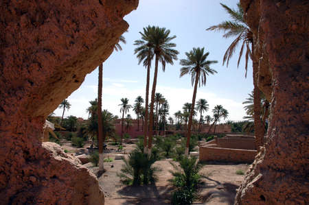 Palm grove of Figuig in south-eastern Moroccoの写真素材