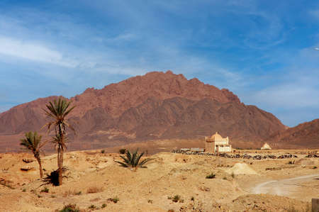 Palm grove of Figuig in south-eastern Moroccoの写真素材
