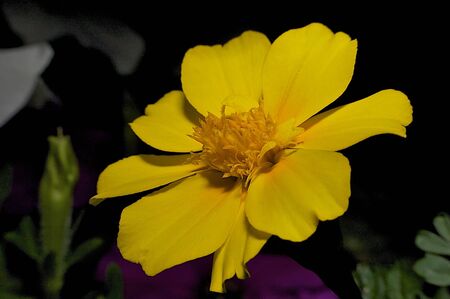 Flower,macroの写真素材