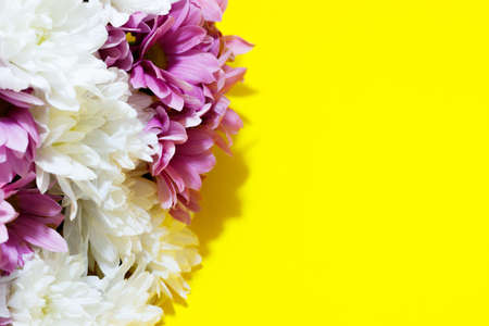 white and purple daisies on a yellow background. Postcard concept.の写真素材