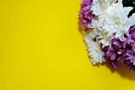 white and purple daisies on a yellow background. Postcard concept.