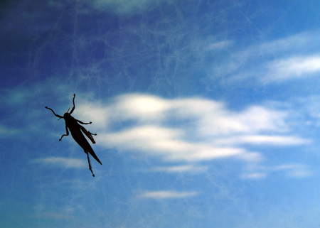 The grasshopper walking on the windowの写真素材
