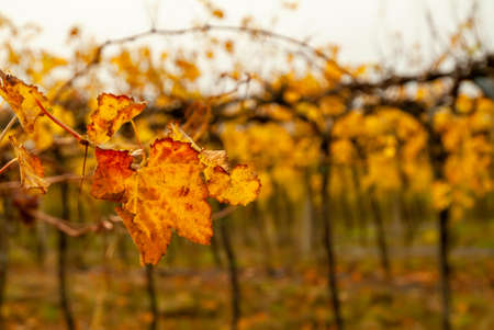 The colors of the Marche countryside during the fall season