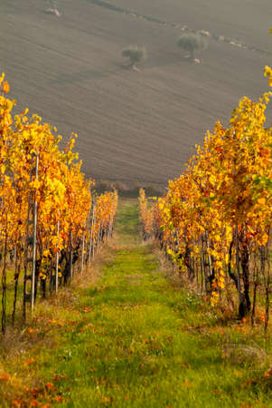 Autumn colors in the Marche vineyards, Italyの写真素材