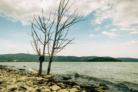 Two lonely trees on the shores of Lake Trasimeno, Isola Maggiore, Tuoro sul Trasimeno, Umbria, Italyの写真素材