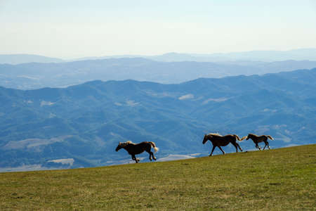 Wild horses running in the meadow of the Monte Cucco Park, Umbria, Italyの写真素材
