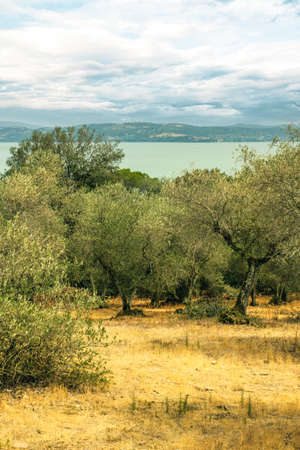Olive trees in the Isola Maggiore, Trasimeno Lake, Tuoro sul Trasimeno, Umbria, Italy.の写真素材