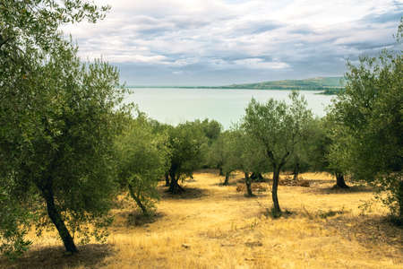 Olive trees in the Isola Maggiore, Trasimeno Lake, Tuoro sul Trasimeno, Umbria, Italy.の写真素材