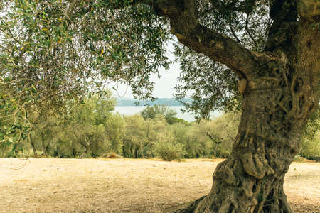 Olive trees in the Isola Maggiore, Trasimeno Lake, Tuoro sul Trasimeno, Umbria, Italy.の写真素材