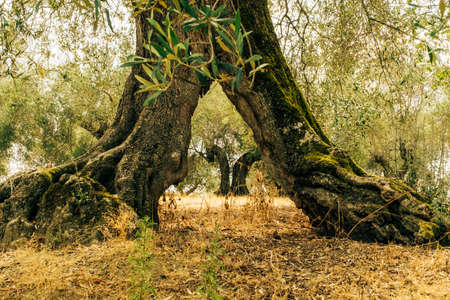 Olive trees in the Isola Maggiore, Trasimeno Lake, Tuoro sul Trasimeno, Umbria, Italy.の写真素材