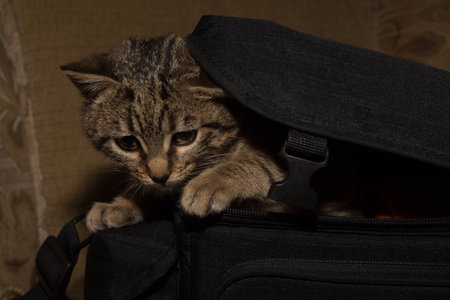 little kitty in begの写真素材