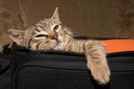 Cat in begの写真素材