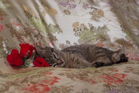 Sleeping catの写真素材