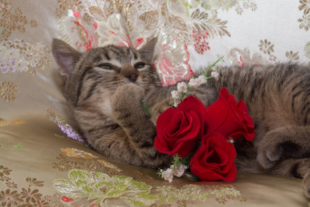 Small cat with rosesの写真素材