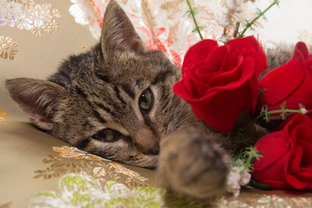 beutifull kitty with rosesの写真素材