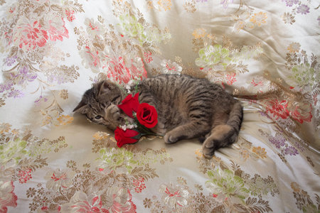 kitty and rosesの写真素材