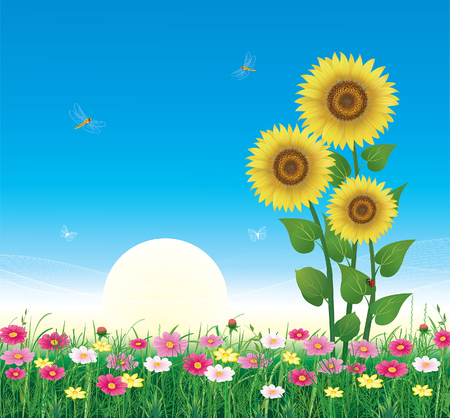 Flower meadow with daisies and sunflowersのイラスト素材