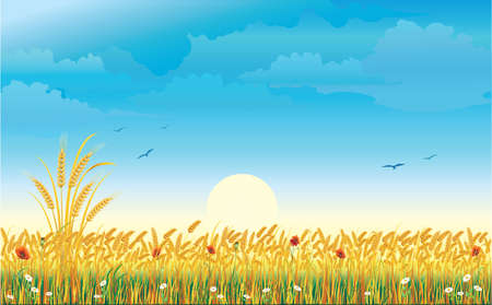 Summer landscape with a wheat field and flowers against background of the sky and sun. Vector illustrationのイラスト素材