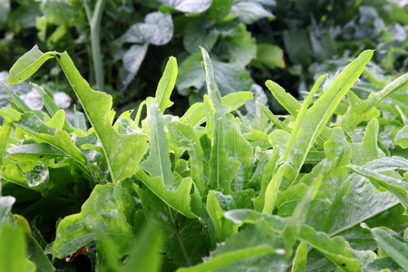 Lettuce Arugula growing in the garden. Gardeningの写真素材