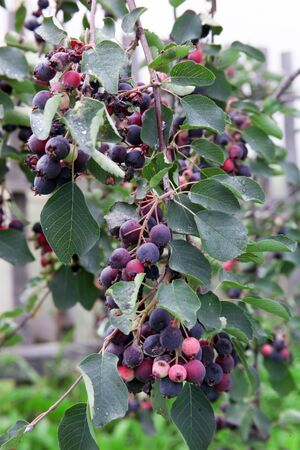 Saskatoon berries growing on the fruit trees. Gardeningの写真素材