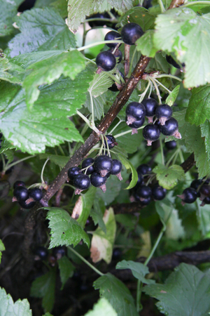 black currant berries growing on a branch of a bush. Gardeningの写真素材