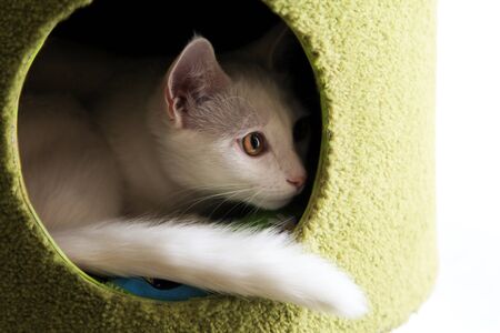 Cat in the gaming complex for cats. Cat houseの写真素材