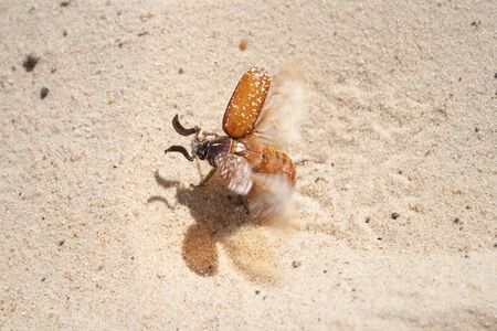 The bug on sand flies up waves wingsの写真素材