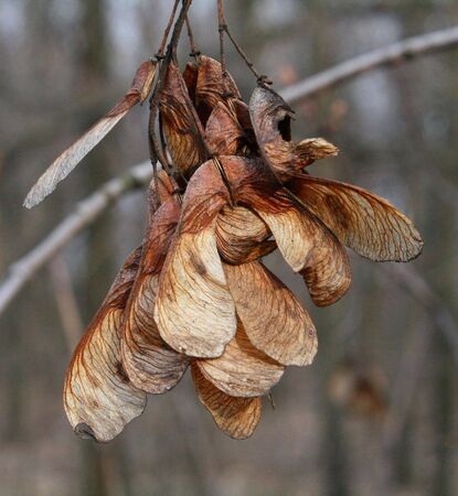 Seeds of an acacia in the late autumn.の写真素材