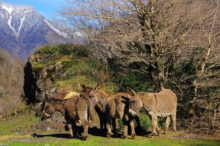 Mules in Abkhazia  Caucasian mountains の写真素材