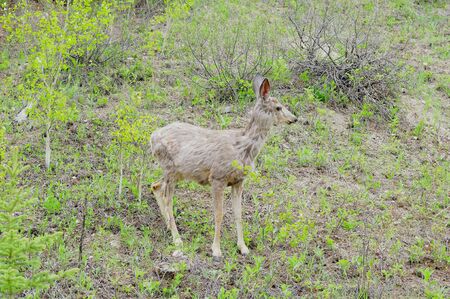 Elk  Canadian rockies の写真素材