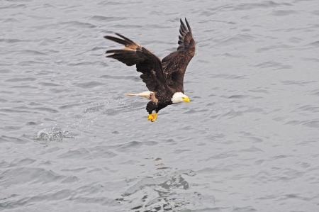 Bald eagle  British Columbia  Canada  の写真素材