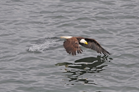 Bald eagle  British Columbia  Canada  の写真素材