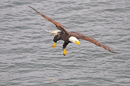 Bald eagle  British Columbia  Canada  の写真素材