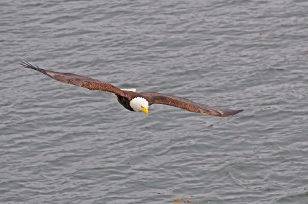 Bald eagle  British Columbia  Canada  の写真素材