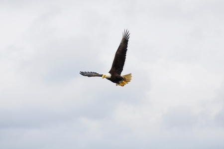 Bald eagle  British Columbia  Canada  の写真素材