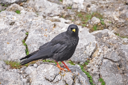 Bird in Swiss Alps  の写真素材