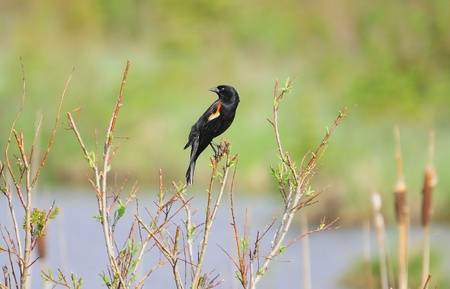 Bird  Banff National park  Canada  の写真素材