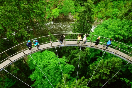 Watching of rain forests  North of Vancouver  Canada 
