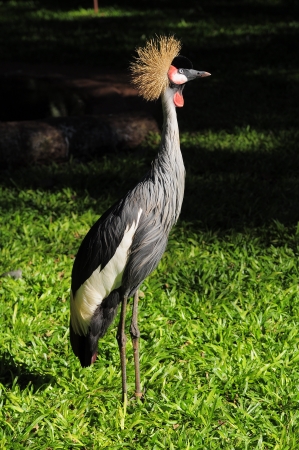 Tropical bird  Balearica regulorum   National park Iguazu  の写真素材