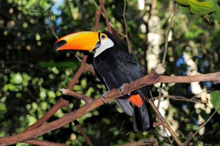 Toucan  National park Iguazu の写真素材