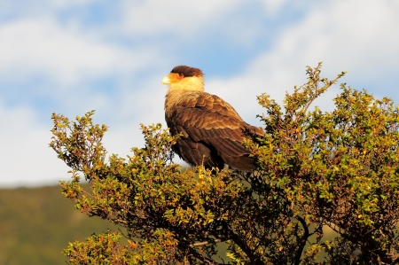 Bird  Karakara   National Park Torres del Paine  Chile の写真素材
