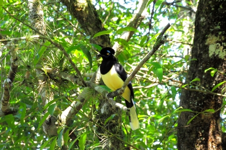 Tropical bird  National park Iguazu の写真素材