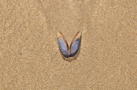 Shell on the ocean beach  の写真素材