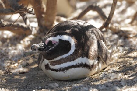 Penguin  Patagonia の写真素材